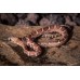 Guttata scaleles nominal - Phanterophis guttatus - serpiente del maíz sin escamas